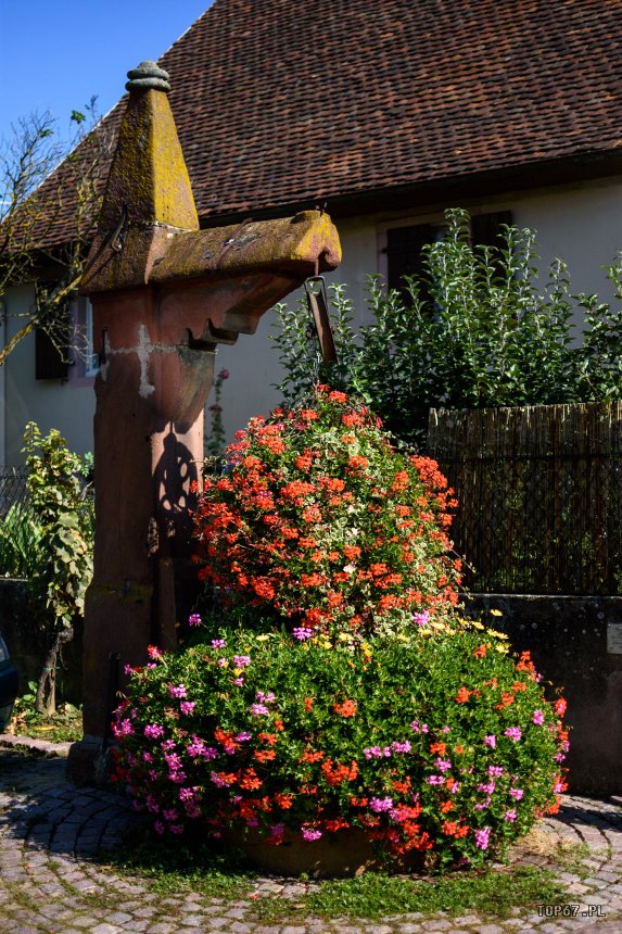 TP9_1677.jpg - Marlenheim