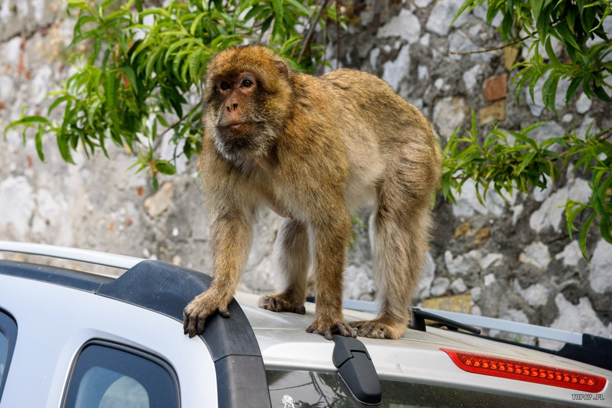 TP8_4180.jpg - Gibraltar