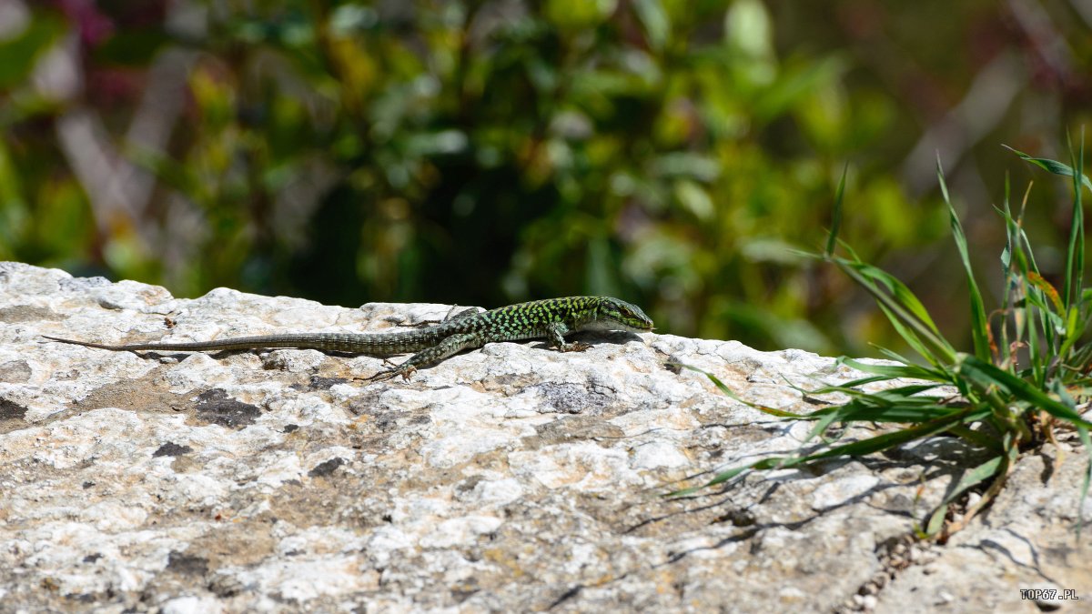 TP6_4069.jpg - Erice