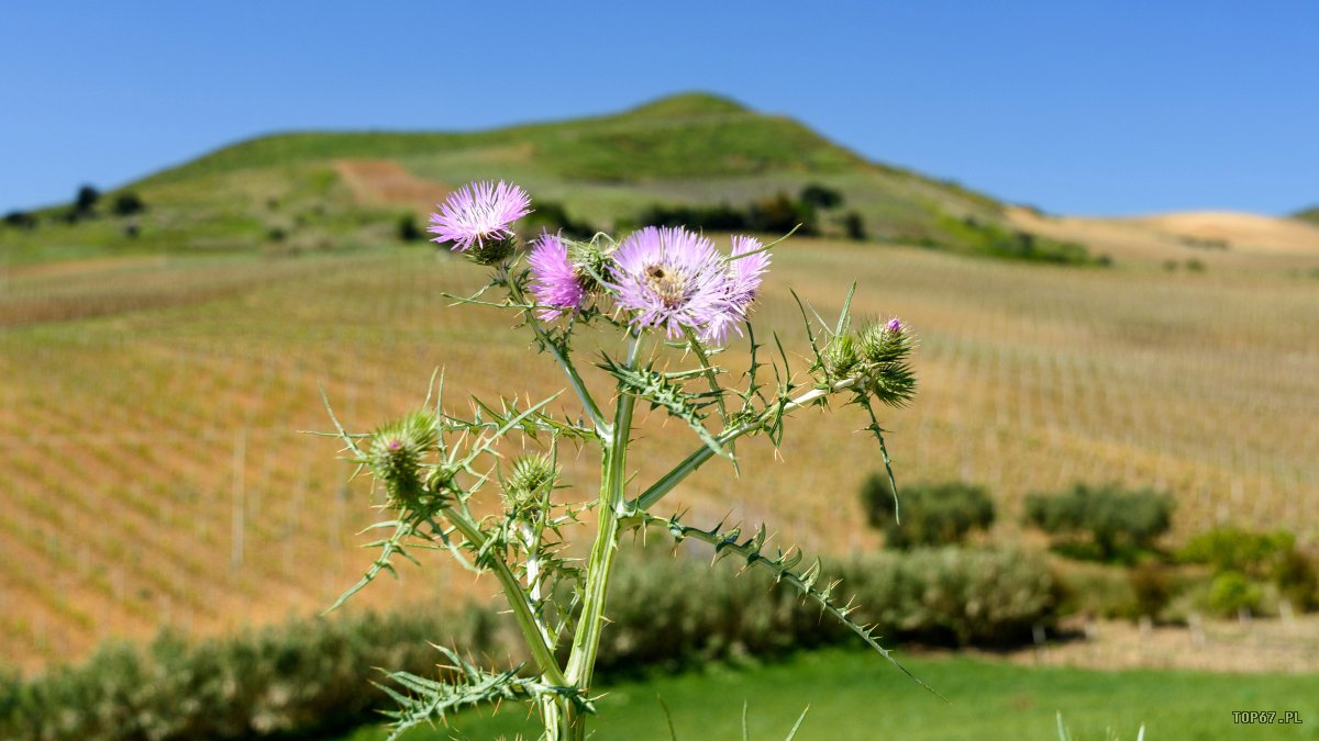 TPC_2300.jpg - okolice Segesta