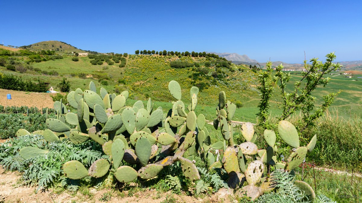 TPC_2314.jpg - okolice Segesta