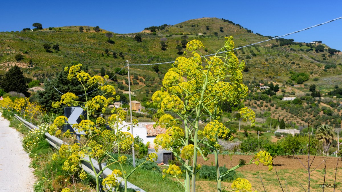 TPC_2326.jpg - okolice Segesta