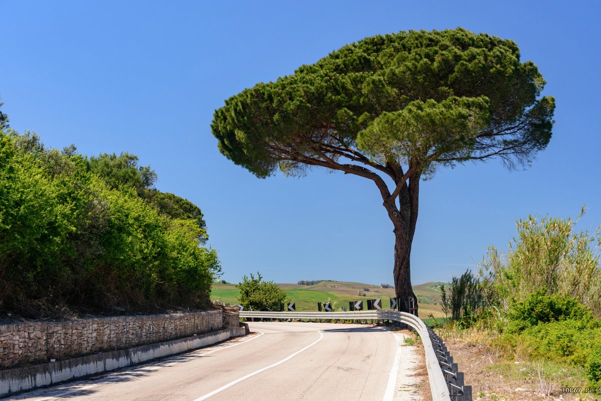 TPC_2388.jpg - okolice Segesta